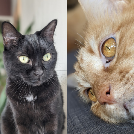 Démons domestiques : Maïa le chat noir à gauche, Obiwan le chat roux à droite.