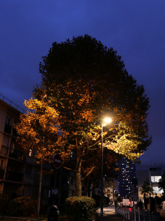 Gammes sur l'exposition : un arbre dans le début de nuit, éclairé par un lampadaire.